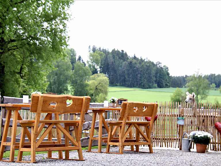 Alpakas auf der Weide