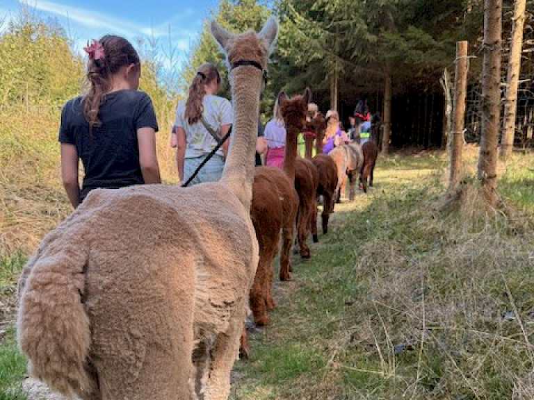 Alpaka Wanderung mit Familien im Wald