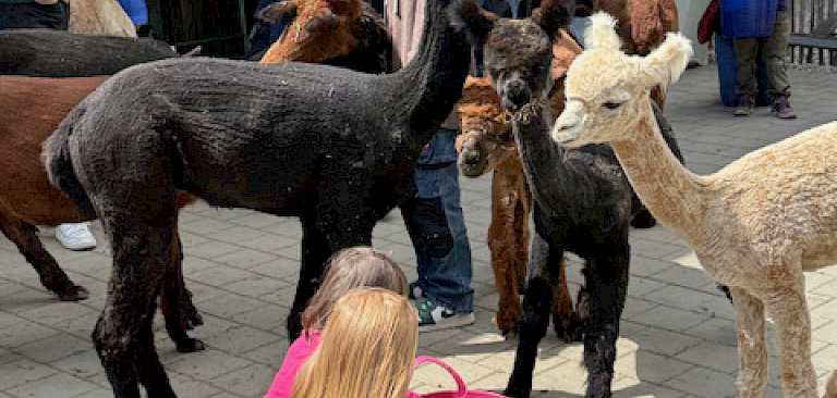 Besucher füttern Tiere