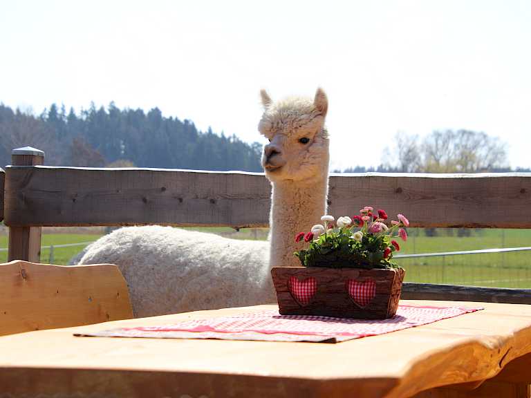 Alpaka steht vor Blumen am Tisch